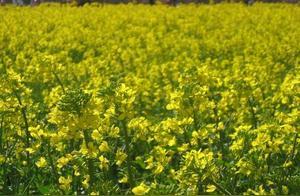 Hongtan Town: Rapeseed Flowers Blooming as Beautiful as a Painting
