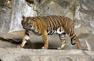 The Lion's Gentleness! A Discussion on How Tigers Raise Their Young