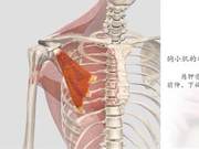 Sports Anatomy - Minor Pectoral Muscle (8)