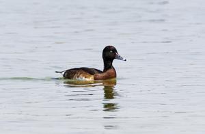 Critically Endangered Black-Headed Duck Spotted in Yunnan's Baoshan