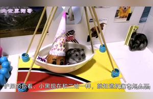 Grey the Hamster Swings and Sings in the Pirate Ship, While Black the Hamster Only Dismantles the House