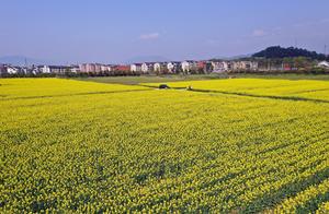 A Touch of 'Yellow' in Spring