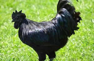 Top 10 Most Expensive Animals in the World