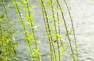 Singing Willows