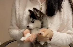 Tea Cup Husky Comes Out, Only Palm-Sized, Selling for 70,000, It's Too Cute!