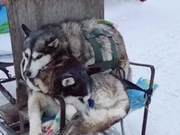 Do Huskies Not Feel the Cold? The Really Touching Scene of Them Huddling Together on Scenic Sleds for Warmth