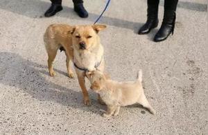 Adopting a Top-Notch Shiba Puppy, Three Days Later the Dog Mom Appeared, the Mother-Son Reunion Was Heartbreaking