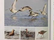 Yellow River Delta Birds – Pectoral Sandpiper