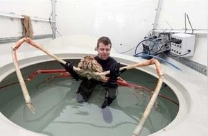 Spider Crabs