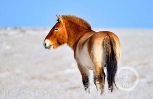 Upstream Imagery · Photographer Xiaoshuan’s Lens of Mongolia⑤ | Spirits of the Steppe in the Winter Cold
