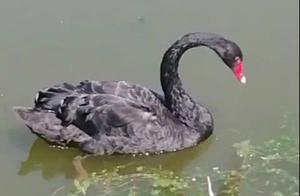 Nanchang: Yuyaji River Welcomes a ‘Beautiful Girl’ in Black, Noble and Elegant!