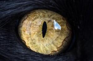 Psychology: Which eye makes you feel a chill down your spine? Find out who will bite you back!