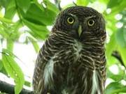 Owls Appear, Little Fairies Witness