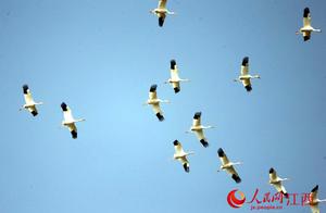 Farewell to Poyang Lake: Over 2,000 White Cranes Migrate North