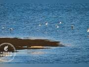 Datong Wenyin Lake: Bird 'Check-in Spot'