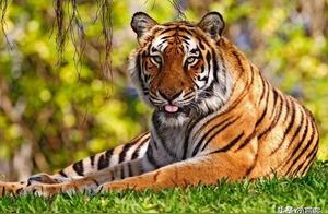 Those Rare Beasts That Once Roamed Guangxi