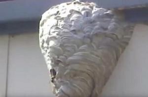 Large Bee Nest Found Under Eaves, Foreigner Uses High-Pressure Water Gun to Clear It – This Operation Is Too Intense!