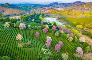 Everlasting Rainbow, High Mountain Tea Gardens, Romantic Cherry Blossoms… Fairytales Are Real