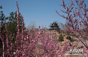 Xingtai Daily: Enchanting Spring! Join Us for 'Cloud Flower Viewing' and Experience the Captivating Spring of Xingcheng!