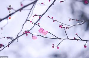 Lu Xun's Fine Writing: 'Snow'