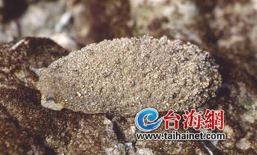 夫妻俩|夫妻吃完石磺后双双肝功能衰竭