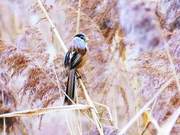 Yaking Sparrowhawks Visit the Yunding River