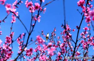 The Epidemic Gone, Spring Arrives – Beautiful Wenchuan!