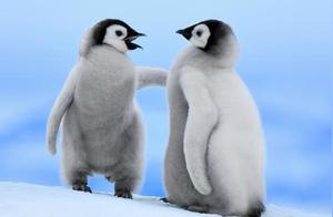 The Last Penguin of the Arctic: Polar Bears Are Not Scary, They Don't Have Guns
