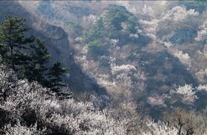 The Differences in Viewing Peach Blossoms in Beijing: Mountain Peach Blossoms, West Temple Peach Blossoms, and Yaquan Tang Cherry Valley