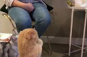 Owner Buys Roast Chicken, Calico Cat Instantly Transforms into 'Lucky Cat,' Netizens: Adorable!
