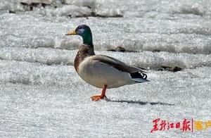 Foreign Media Views of Xinganling: Spring Arrives, Migratory Birds Arrive in Daxinganling
