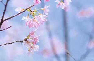 This small town hides Quanzhou's most beautiful spring scenery, taking you to enjoy a life full of poetry.