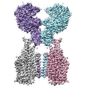 [太平洋电脑网]西湖大学成功解析新冠病毒细胞受体的空间结构