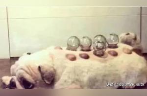 The Owner Bought Moxibustion Cups and Refused to Use Them, Seeing Bao's Hesitation, Thirty Minutes Later Bao Cried