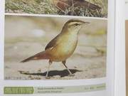 Black-browed Reed Warbler of the Yellow River Delta