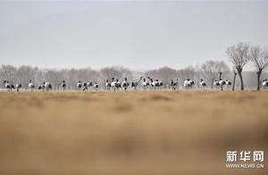 Tibet: Ya’an North Shore - Cranes Dance