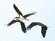 Long River Old Course: A Haven for Birds