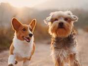 Could a Pet Community Be Established?