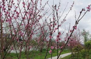 Peach Blossoms in the South Bank of Sha River Park in Sha County are in Full Bloom