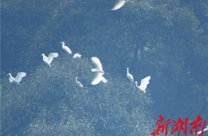 Number of Migratory Birds Passing Through Hunan South Mountain National Park Pilot Zone Reaches Historic High