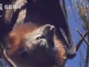 Western Media Highlights Five Secrets of Bats: A ‘Natural Virus Reservoir’