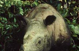 Ten of the World’s Most Endangered Animal Species