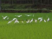 Rong'an: Golden Rice Fields, Egrets Dance Gracefully