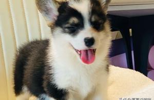 Are Corgis Dishonest? Immediately Lost Temper, Netizens: You're So Ruthless!