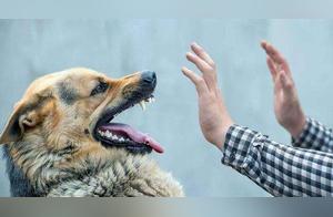 5 Signs on Dogs' Bodies Need Close Attention, High Chance of Rabies!
