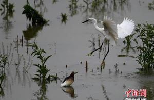 White Egrets Soar Over Fuzhou Forest Park