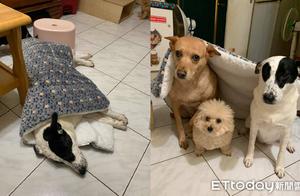 Dog Steals Blanket, Netizens Laugh: The one in the middle is covered and uncovered