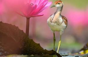 I haven't said so much in my life! A collection of Birds!