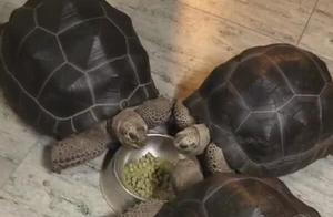 Three Turtles Share a Bowl of Grain, Elegant and Refined, Netizens: Always Feeling Like Something is Missing