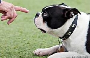 The kind of dog a person raises reflects their inner qualities.